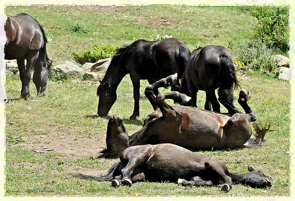 Passet - Pyrénées Orientales © Nicolas GIRAUD