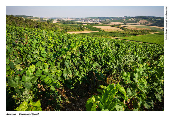 St Bris le Vineux - Yonne © Nicolas GIRAUD