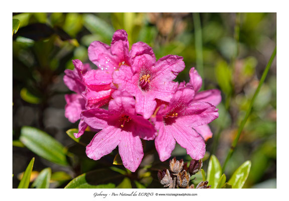 Rhododendrons - Parc National des Ecrins © Nicolas GIRAUD