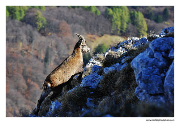 Bouquetin - P.N.R. du Vercors © Nicolas GIRAUD