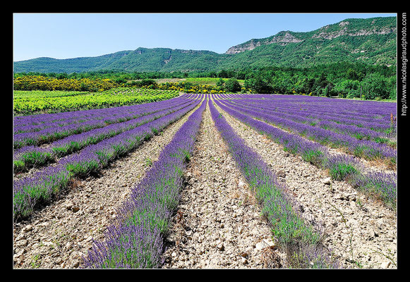 Souspierre - Drôme Provençale © Nicolas GIRAUD