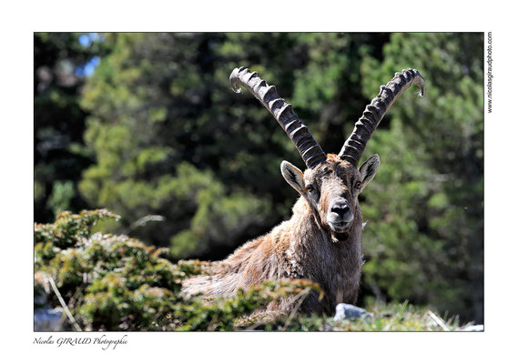 Bouquetins - P.N.R. du Vercors © Nicolas GIRAUD