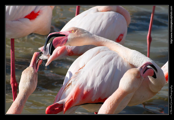 Camargue © Nicolas GIRAUD