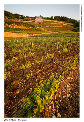 Côte de Nuits - Côte d'Or © Nicolas GIRAUD