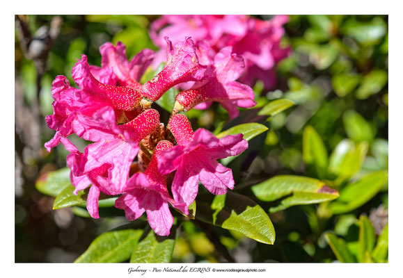 Rhododendrons - Gioberney - P.N.E. © Nicolas GIRAUD