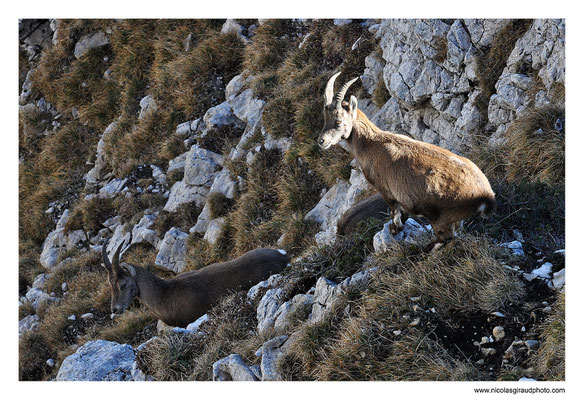 Bouquetin - P.N.R. du Vercors © Nicolas GIRAUD