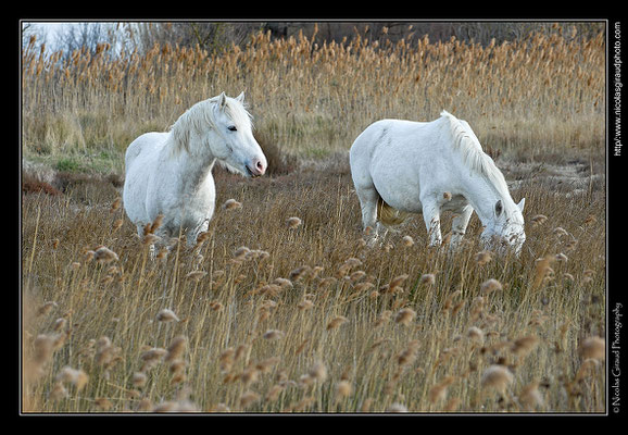 Camargue © Nicolas GIRAUD