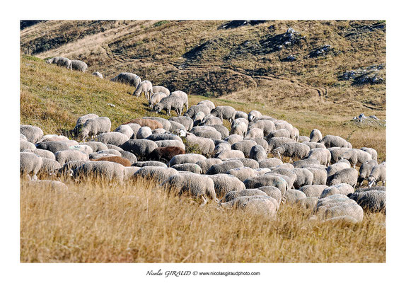 Estive de la Gagère - P.N.R. du Vercors © Nicolas GIRAUD