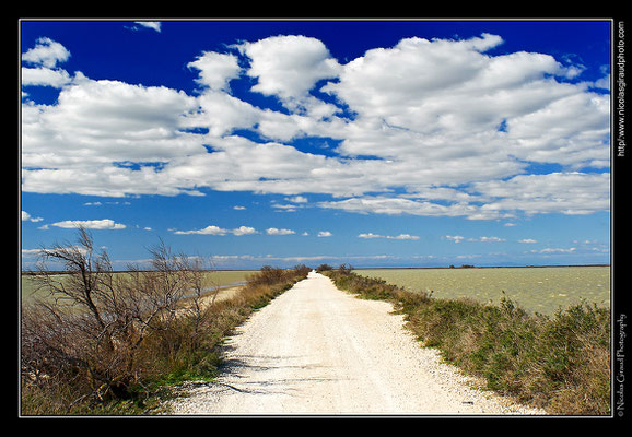 Camargue © Nicolas GIRAUD