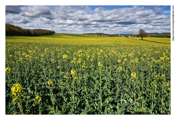 Paysage icaunais © Nicolas GIRAUD