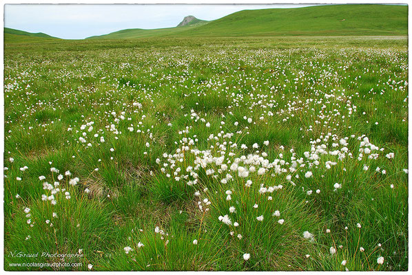 Banne d'Ordanche - P.N.R. des Monts Auvergne © Nicolas GIRAUD