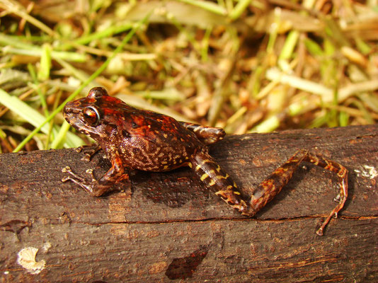 Pristimantis sp. nov.