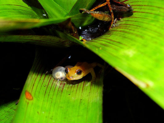 Pristimantis tayrona