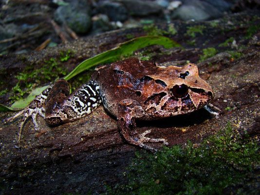 Pristimantis insignitus