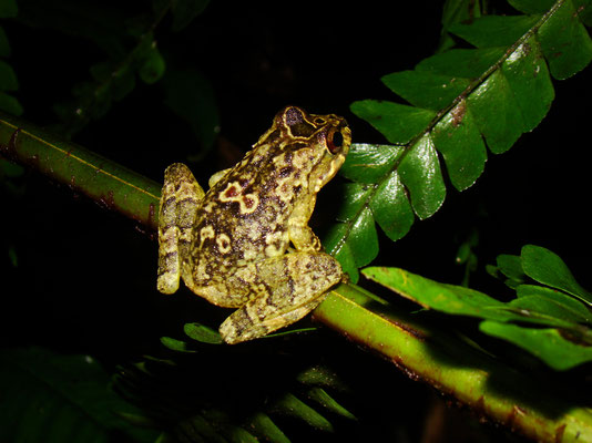 Crytobatrachus ruthveni