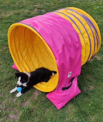 Callieway Hundesportbedarf Specials Callieway The Smartest Way