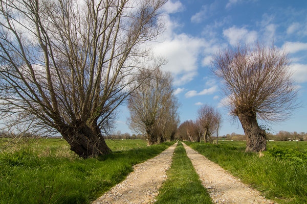 Der Weg dzurch die Sümpfe wird von alten Weiden gesäumt.