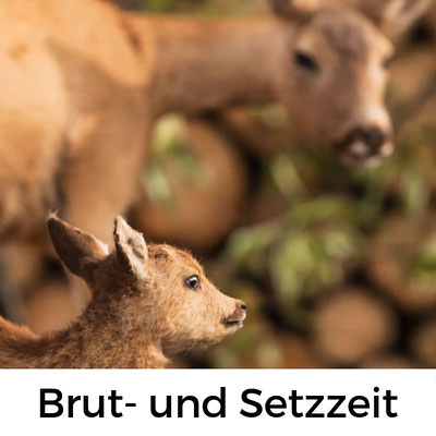 Brut- und Setzzeit in Frankreich