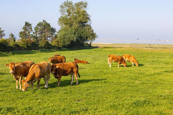 Weide mit Aussicht zwischen Château und Kalköfen in Regnéville