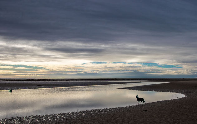 Himmel und Hund in Saint Germain / Normandie.