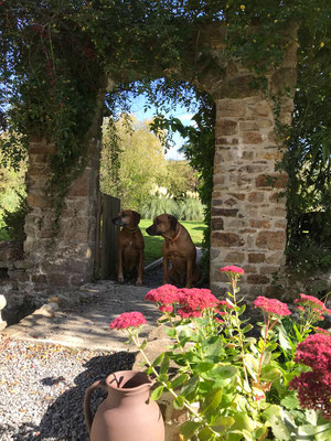 Gartenidyll mit Ridgebacks.