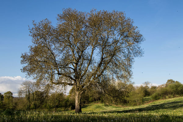 Natur pur auf dem Wanderweg rund um Feugères