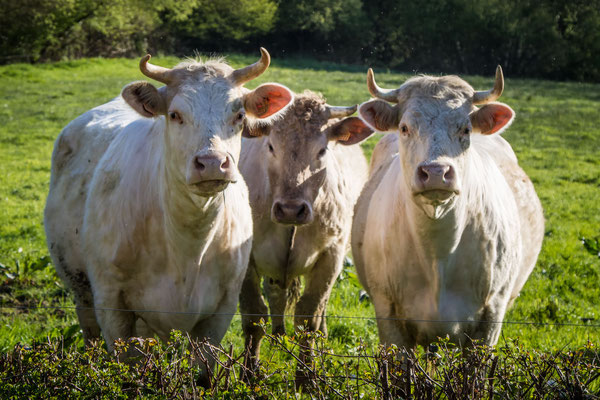 Nette Kühe wollen mit den Hunden bei Feugères kommunizieren