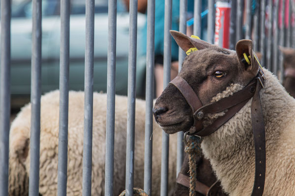 Das Roussin de la Hague ist eine alte Landschafrasse vom Cotentin