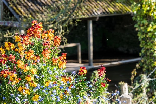 Blumenschmuck in Le Vast.