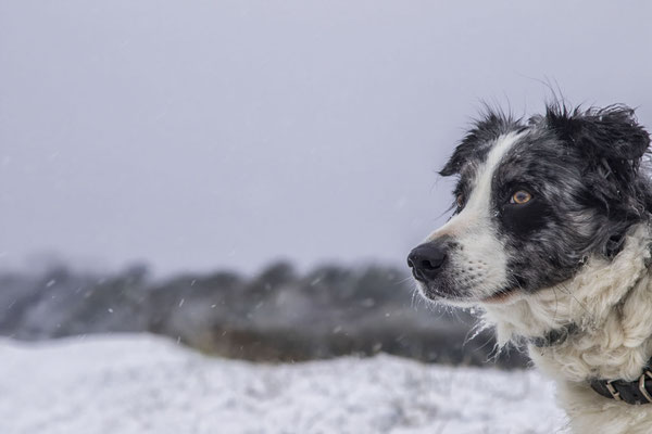 Fotografisch vielleicht nicht der Burner, aber es muss für die Nachwelt festgehalten werden, dass es tatsächlich geschneit hat auf dem Cotentin - im März!