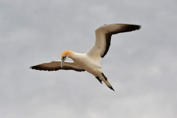 Tölpel, Cape Kidnappers, Nordinsel, Neuseeland