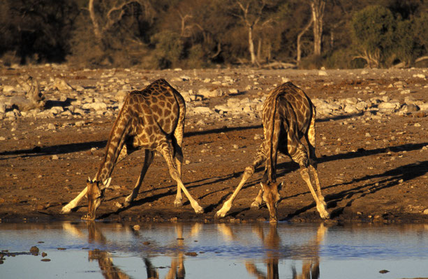 Giraffen beim Trinken an einem Wasserloch im Etosha Nationalpark, Namibia