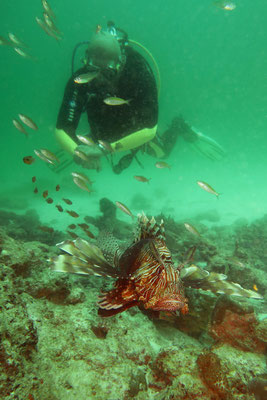 Rotfeuerfisch