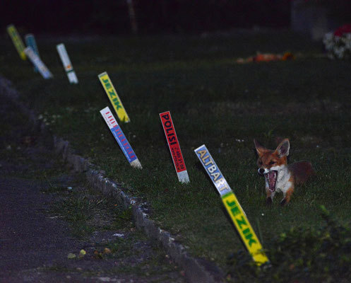 junger Fuchs am Baumgartner Friedhof