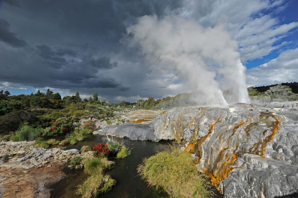 Der Pohutu Doppelgeysir im Whakarewarewa Thermalgebiet, Neuseeland