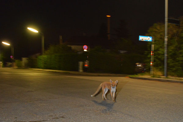 junger Fuchs am Baumgartner Friedhof