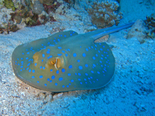 Blaupubktrochen, Kalawy, Ägypten