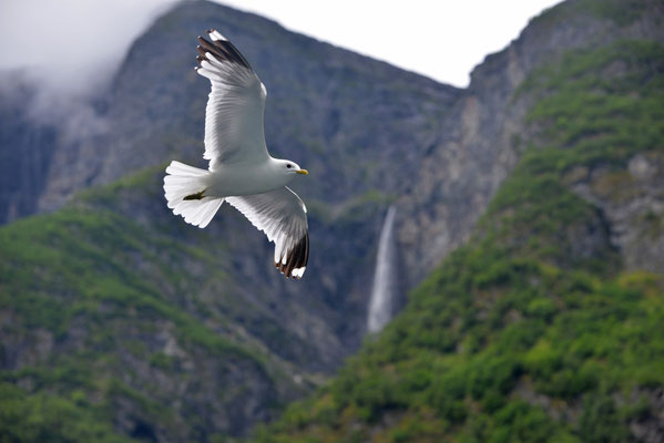 Möwe im Sognefjord, Norwegen