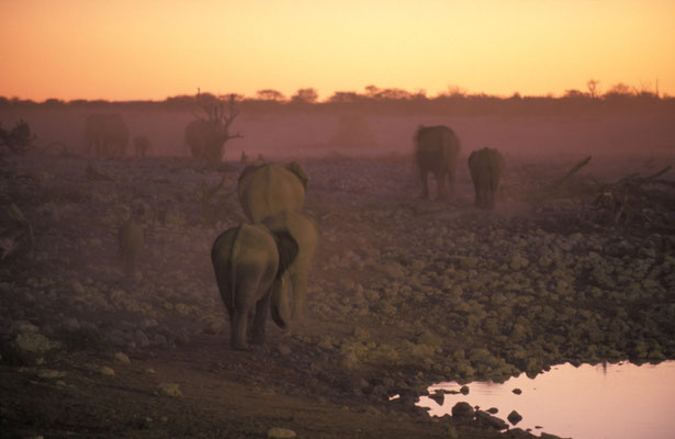 Morgendämmerung in Okaukuejo, Etosha Nationalpark, Namibia