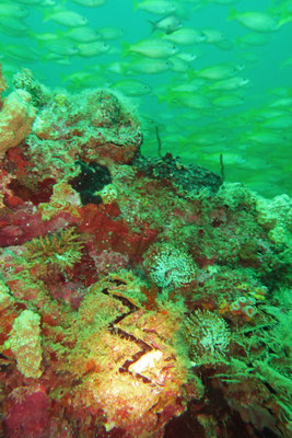 Praslin, Seychellen