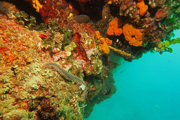 Skiathos, Griechenland