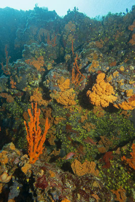 Deep Cave, Alonnisos, Griechenland