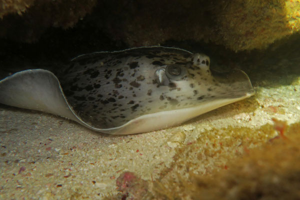 Stachelrochen