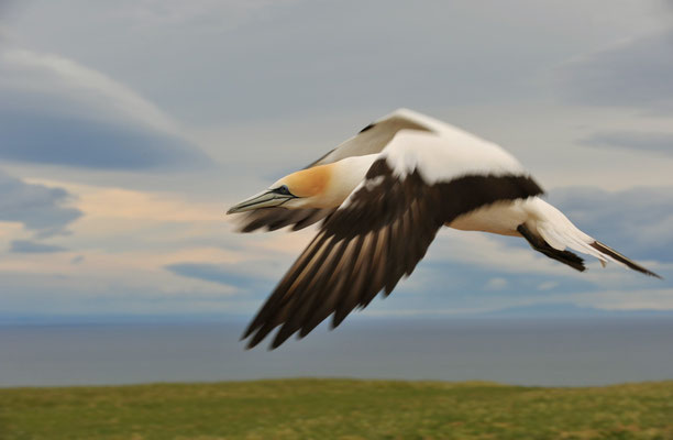Tölpel, Cape Kidnappers, Nordinsel, Neuseeland