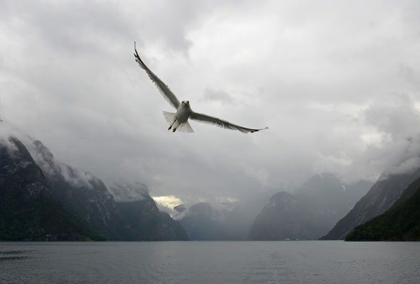 Möwe im Sognefjord, Norwegen
