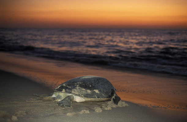 Meeresschildkröte nach der Eiablage, Ras al Jinz, Oman