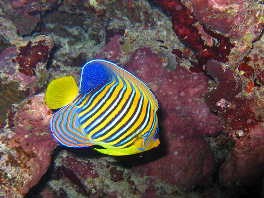 Kaiserfisch, Kalawy, Ägypten