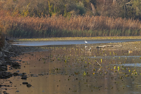 Donau-Auen bei Niedrigwasser