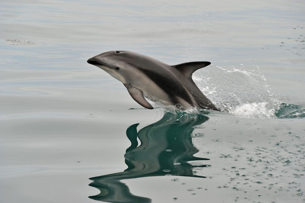 Dusky Dolphin, Südinsel, Neuseeland