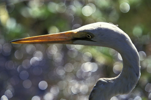 Reiher im Kakadu Nationalpark, Northern Territory, Australien